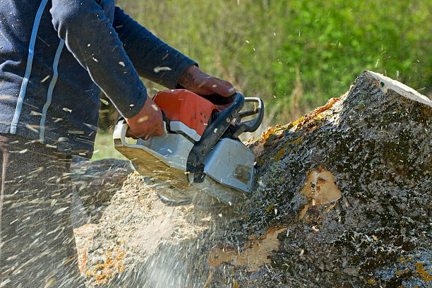 Best Tree Cutting Near Me  in Reston, VA